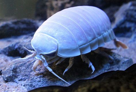 Bathynomus giganteus, aka Giant isopod - species of aquatic crustacean abundant in cold waters at depth of 310 – 2140 m (1020 – 7020 ft) Bathynomus Giganteus, Giant Isopod, Giant Manta, Vampire Squid, Deep Sea Life, Weird Sea Creatures, Goblin Shark, Deep Sea Creatures, Aquatic Animals