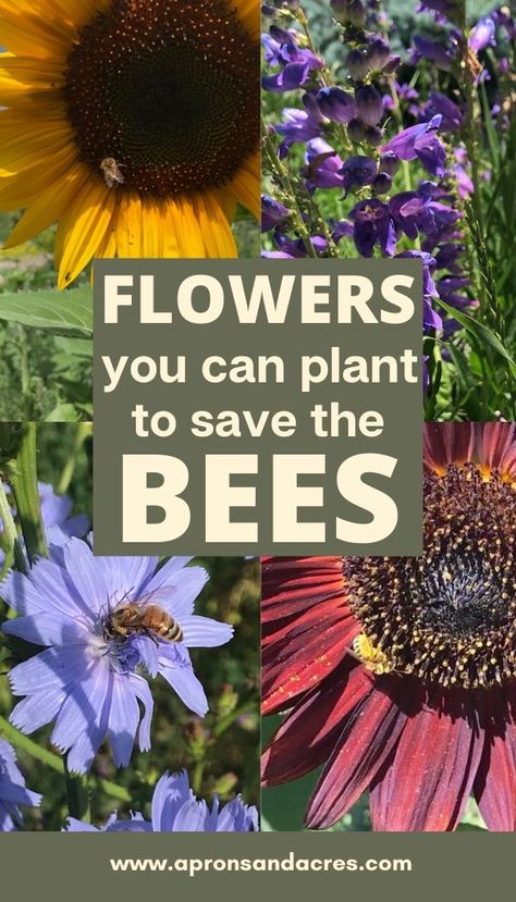 Flowers Bees Love, Plants For Bees And Butterflies, Flowers For Bees And Butterflies, Pollinator Insects, Bee Sanctuary, Monarch Waystation, Best Flowers For Bees, Shade Flowers Perennial, Bee Plants