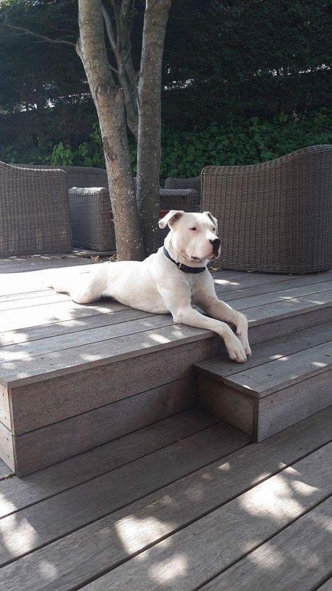 Dog Argentino, Nanny Dog, Bully Dog, Bully Breeds, White Dog, American Pitbull Terrier, Pitbull Dog, Pitbull Terrier, So Sweet