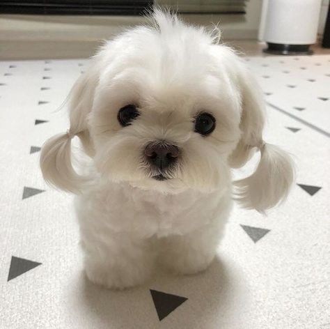 19 Fotografías que los amantes de los perros necesitan ver lo más pronto posible Cutest Puppy Ever, จีซอง Nct, 강아지 그림, White Dog, Baby Animals Funny, Puppy Care, Baby Dogs, Cute Little Animals