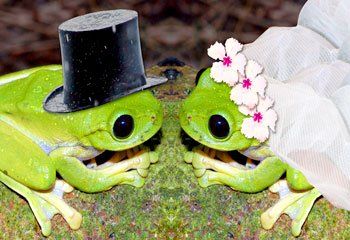 Frogs With Hats, Frog Things, Frog Stuff, Baby Frog, Frog Wallpaper, Frog Pictures, Frog Decor, Funny Frogs, Frog Art