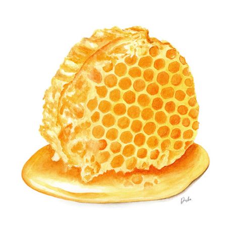 Honey Comb Illustration Comb Illustration, Honeycomb Illustration, Spot Illustration, Traditional Media, Botanical Illustrations, Freelance Illustrator, Bee Keeping, Food Packaging, Art Class