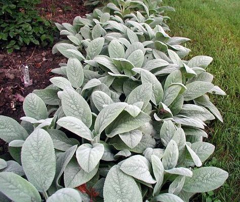 Lambs Ear Plant, Stachys Byzantina, Lamb's Ear, Ground Cover Plants, Lambs Ear, Low Maintenance Plants, Different Plants, Landscaping Plants, Medicinal Herbs