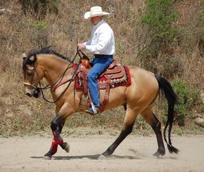 Ranching Lifestyle, Buckskin Horses, Western Dressage, Riding Exercises, Equestrian Helmet, Horse Training Tips, Western Riding, Horse Tips, English Riding