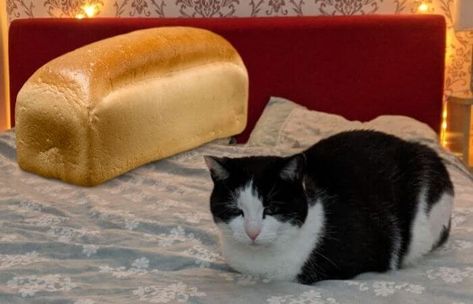 Bread Cat, Cat Bread, Cat Loaf, Asian Aesthetic, Loaf Of Bread, Cat Sitting, Loaf Bread, Cute Animals, Funny Memes