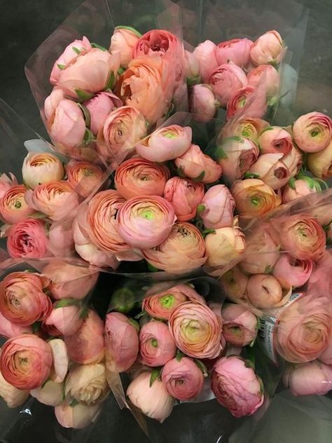 Ranunculus Arrangement, Peach Ranunculus, Ranunculus Bouquet, Ranunculus Flowers, Flower Gardening, Gardening Supplies, Favorite Flowers, Ranunculus, Beautiful Blooms