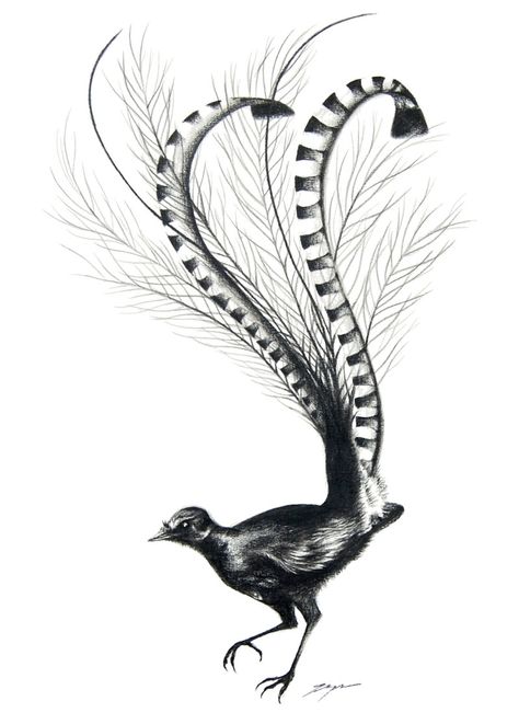 Bird Line Drawing, Bird Tattoo Sleeves, Cloud Tattoo Design, Grey Ink Tattoos, Pyrography Designs, Australian Fauna, Becoming A Tattoo Artist, Paper Image, Corner Store