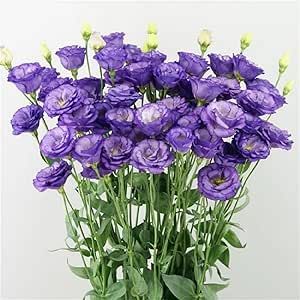 Lisianthus Flower, Purple Lisianthus, Artsy Photos, Cut Flower Garden, Plant Seeds, Lilac Flowers, Bulb Flowers, Delphinium, Annual Plants