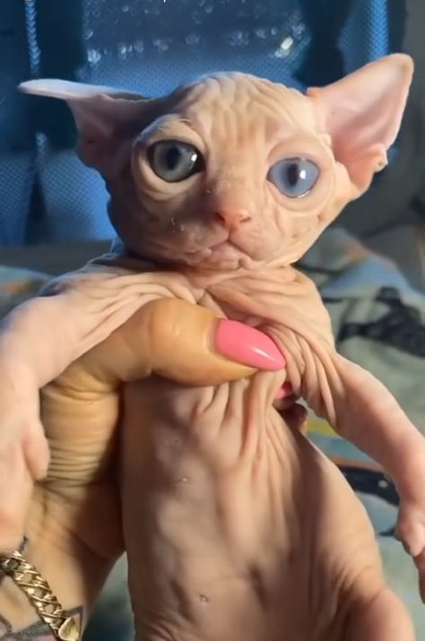 Naked Cat Funny, Naked Cat, Cat Throwing Up, Hairless Cats, Hairless Cat, Sphynx Cat, Cat Sleeping, Sphynx, Silly Cats