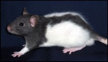 Black Hooded Rat Hooded Rat, Rats, Animals, Quick Saves, Black