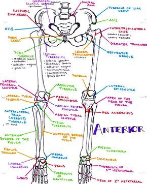 a refresher on the #bony #landmarks of the lower #extremity #leg #legs #bones #bone #femur #patella #shin #foot #anatomy #humanbody… Bony Landmarks, Anatomi Dan Fisiologi, Med Notes, Radiology Student, Foot Anatomy, Medicine Notes, Basic Anatomy And Physiology, Nurse Study Notes, Medical Student Study