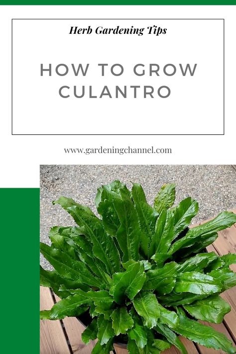 container culantro with text overlay how to grow culantro Cilantro Growing Tips, Herb Guide, Growing Cilantro, Medicinal Garden, Herb Gardening, Farm Living, Homestead Gardens, Garden Kit, Farms Living