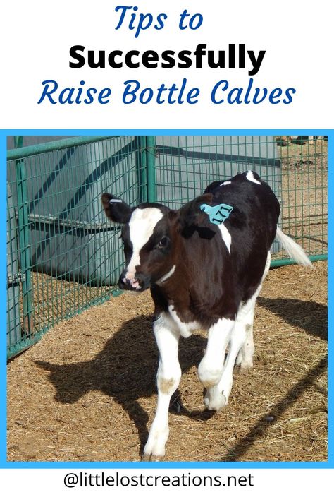 Bottle Calves Raising, Bottle Calf Tips, Bottle Calf Feeding Schedule, Bottle Fed Calves, Raising Cows For Beginners, Calf Pen Ideas, Bottle Calf Pen Ideas, Raising Calves, Raising Beef Cattle