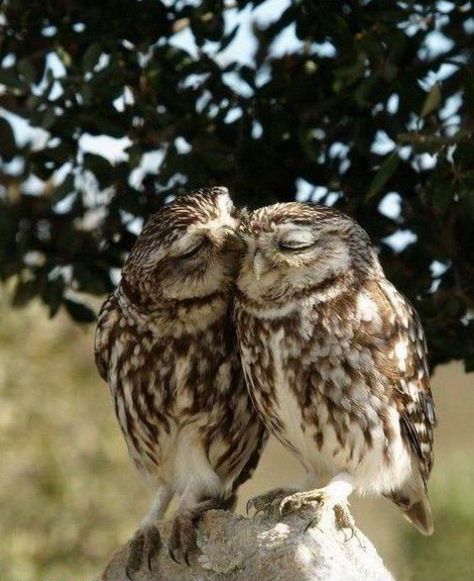 Owl love you forever. Owls In Love, Two Owls, Owls, In Love