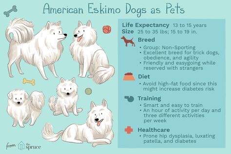 Meet the Smart and Chatty American Eskimo Dog Breed Spitz Dog Breeds, Miniature Husky, Native American Indian Dog, American Eskie Dog, American Indian Dog, East Siberian Laika, Alaskan Noble Companion Dog, Dog Lovers Art, Dog Kennel Designs