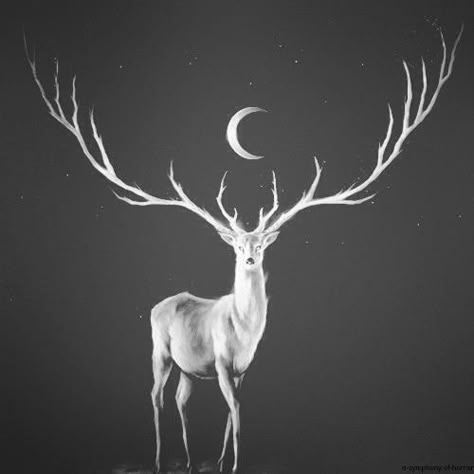 white deer stag | White deer | The Great White Stag Wood Tattoo, White Deer, White Stag, Oh Deer, Tree Tattoo, Throne Of Glass, Moon Tattoo, Moon And Stars, Art Plastique