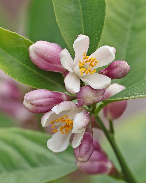 Meyer lemon in bloom Different Foods, Indoor Flowering Plants, Lemon Flowers, Lemon Blossoms, Winter Plants, Meyer Lemon, The Secret Garden, Flower Food, Lemon Tree