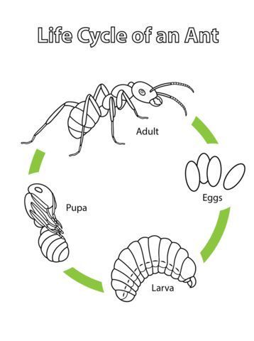 Ant Coloring Page, Life Cycle Of An Ant, Ant Life Cycle, Ag Science, Ants Activities, Insect Life Cycle, Science Life Cycles, Ant Crafts, Life Circle