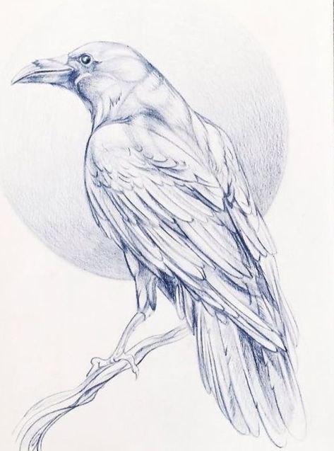 Crows And Ravens, Up Tattoo, Crows Ravens, Crows, Ravens, A Drawing, The Birds, Tattoo Artists, The Wild