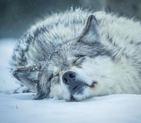 Grey Wolf Aesthetic, Grey Wolf Art, Northwestern Wolf, Winter Apocalypse, Therian Wolf, Ice Wolf, Wolf Winter, Grey Wolves, Winter Camouflage