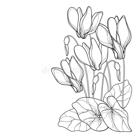 Cyclamen Illustration, Cyclamen Flower Drawing, Cyclamen Drawing, Cyclamen Tattoo, Cyclamen Flower, Bunch Of Flowers Drawing, Rangoli Side Designs, Flower Outline, Flower Drawing Tutorials