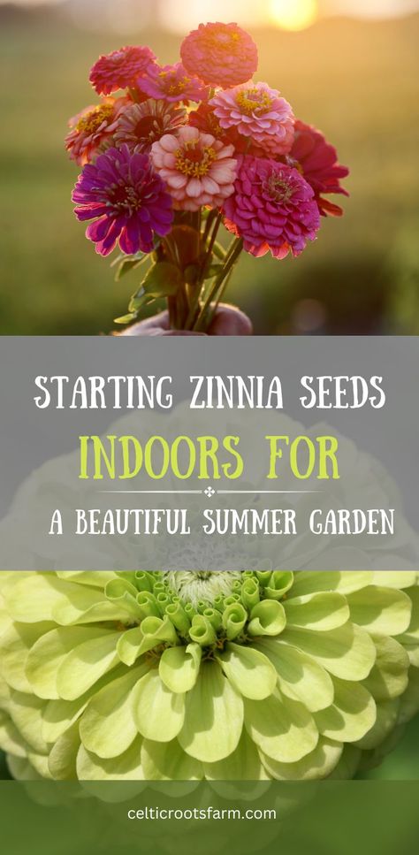 two pictures, one of a bouquet of colorful zinnias, and one of a closeup of a zinnia flower Growing Zinnias From Seed, Zinnia Seeds, Zinnia Garden, Summer Flowers Garden, Seed Starting Mix, Starting Seeds Indoors, Zinnia Flowers, Thriving Garden, Seed Germination