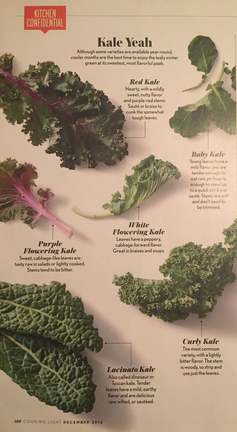 Different types of kale Types Of Kale Leaves, Different Types Of Kale, Kale Benefits, Health Juice Recipes, Benefits Of Kale, Kale Greens, Kale Kale, Types Of Kale, Flowering Kale