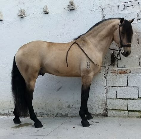 Spanish Horses Breeds, Buckskin Andalusian, Warlander Horse, Horse Buckskin, Lusitano Stallion, Buckskin Horse, Spanish Horse, Lusitano Horse, Andalusian Horse