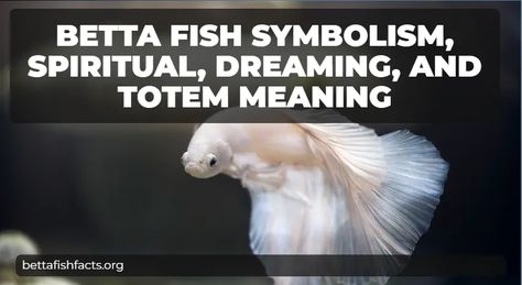 Quantcast Fish Symbolism, Totem Animals, Cultures Around The World, Beta Fish, Physical Beauty, Spiritual Meaning, Animal Totems, Money Affirmations, Betta Fish