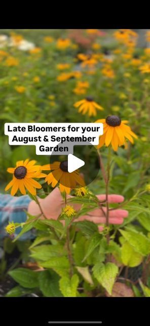 Verbena Bonariensis, Fall Perennials, Late Bloomer, Summer To Fall, Black Eyed Susan, Black Eyed, Late Summer, Anemone, Nursery Art