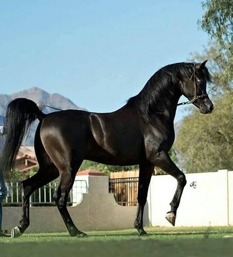 Cai Arabi, Black Arabian Horse, Arabic Horse, Mare Horse, Stallion Horse, Horse Black, Arabian Stallions, Beautiful Arabian Horses, Big Horses