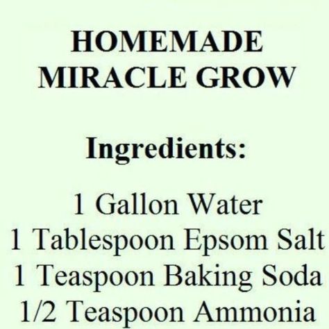 Gardenista Jax on Instagram: "If you hate buying plant food, try to make it homemade. Miracle Grow is easy to make right in your own house and a lot cheaper! Learning and growing with GardenistaJax :) 👍Like 🗣Comment 🤝 Share 👥 Tag a buddy 🫶 Save #pontevedrabeach #plantstylist #plantstyling #jacksonvilleplant #jacksonvilleplantstore #jacksonvilleplants #jacksonvilleplantshop #jacksonvilleplantstylist #plantlover #plantsofinstagram #plant #plantlife #plantbased #plantfood #planthealth #plantmi Homemade Miracle Grow For Plants, Homemade Miracle Grow, Homemade Plant Fertilizer, Homemade Plant Food, Leaf Paintings, Plant Fertilizer, Miracle Grow, Learning And Growing, Plant Help