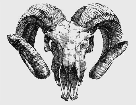 Ram Tattoo, Tattoo Dotwork, Goat Skull, Ram Skull, Aries Tattoo, Animal Skull, Śliczne Tatuaże, Skull Tattoo Design, Skull Drawing