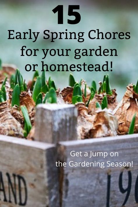 Although the term “early spring” for me in Zone 6 Ohio may not be the same time as the “early spring” for your garden zone, for this article, early spring means that time of year when winter seems to be coming to an end and intermittent freezes and thaws are happening in the garden. The first signs of Spring! Here are 15 early spring chores to get your ready for the busy garden season ahead! Ohio Homesteading, Zone 8b Spring Garden, Garden Chores By Month, When Does Spring Start, Preparing Garden For Spring, Gardening Zone Map, Seasonal Gardening, Homesteading Family, Zone 8a Planting Schedule