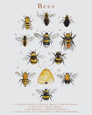 LambLittleShop - Etsy Canada Cottage Core Art, Bee Illustration, Fall Art Projects, Nature Artists, Summer Illustration, Shop Illustration, Bee Art, Cute Clipart, Scientific Illustration