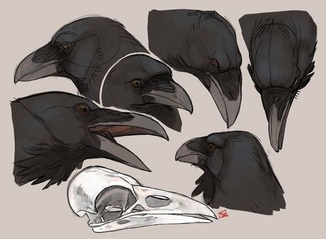 Raven Anatomy, Raven Vs Crow, Crows Drawing, Raven Art, The Crow, Animal Sketches, Bird Drawings, Art Block, Crows