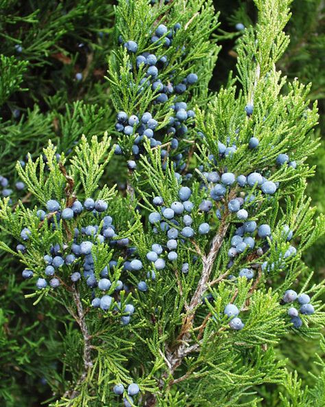 Native Garden Plan, Spices To Grow, Juniperus Virginiana, Native American Herbs, Plants For Fall, Michigan Garden, Companion Planting Vegetables, Small House Garden, Herb Containers