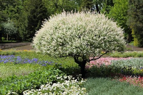 Attracting the eye with its bright, showy colors, Salix integra 'Hakuro-Nishiki' (Dappled Willow) is a deciduous shrub or small tree of great beauty. Compact, it sports a luminous variegated foliage on graceful branches throughout the growing season. Emerging pink in spring, the narrow, lance-shaped leaves gradually mature to variegated shades of pink, creamy-white and green, before fading to green as the summer progresses. In the fall, the leaves eventually turn yellow before shedding to the gr Dappled Willow Tree, Salix Integra, Plantain Lily, Dappled Willow, Fragrant Garden, Planting Shrubs, Garden Shrubs, Buy Plants, Plant Combinations