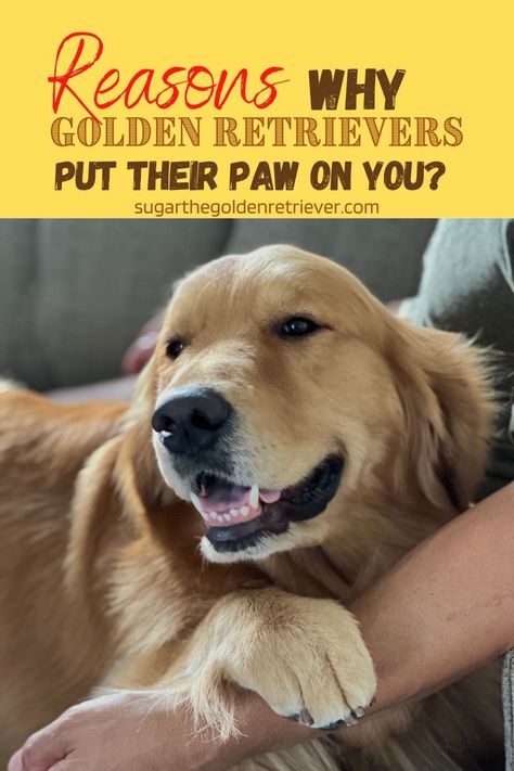 Golden Retriever Haircut Styles, Golden Retriever Grooming Styles, Golden Retriever Haircut, Golden Retriever Care, Golden Retriever Puppy Training, Golden Retriever Quotes, Golden Retriever Facts, Golden Retriever Grooming, Golden Retriever Training