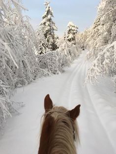 Through the Lens of Frosted Poetry 2024/2025 | A Curated Journey of Winter’s Beauty — Joanna Colomas A Horse, Walking, Trees, Road, On Instagram, Instagram