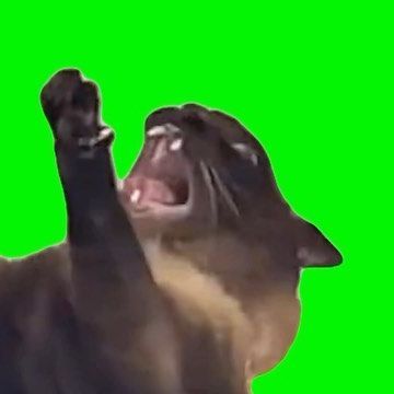 I Green Screen Things on Instagram: "Screaming Cat Meme | Green Screen #cat #catmeme #trending #meme #screamingcat #fyp" Meme Scream, Snoring Meme, Screaming Meme, Meme Cats, Scream Meme, Green Screen Photo, Tiktok Content, Cat Crying, Wet Cat