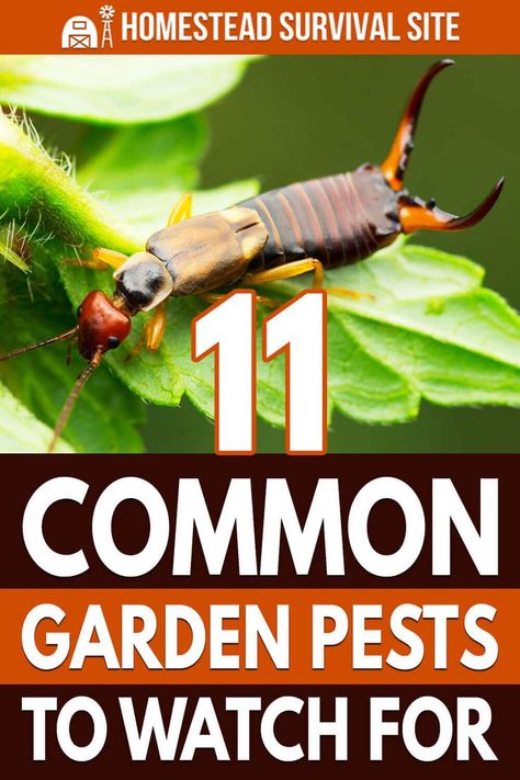 Organic Insecticide, Lawn Pests, Organic Pesticide, Garden Bugs, Bug Control, Garden Insects, Natural Pest Control, Garden Pest Control, Strawberry Plants