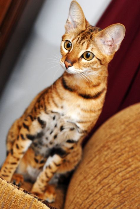 The Serengeti cat looks much like the gorgeous African Serval. His long legs allow him to jump up to 7 feet, and this breed is known for being vocal. Serengeti Cat, Asian Leopard Cat, Domestic Cat Breeds, Serval Cats, Herding Cats, F2 Savannah Cat, Cat Seat, Cat Purr, Rare Cats