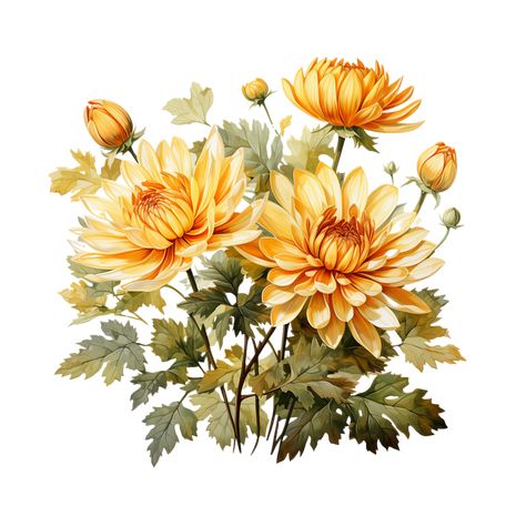 Chrisantemum Flower Painting, Chrysanthemum Watercolor Painting, Crisanthiums Flower, Crysantenum Flower, Chrysanthemum Flower Drawing, Painted Chrysanthemum, Chrysanthemum Illustration, Chrysanthemum Meaning, Flowers Lockscreen