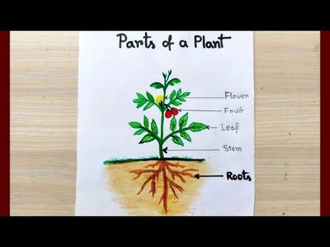 Easy Plant Drawing Ideas" include sketching simple leaves, succulents, potted herbs, and doodle-style flowers. Plant Drawing Step By Step, Roots Drawing, Types Of Succulents Plants, Plant Drawings, Plant Sketches, Plant Doodle, Teaching Drawing, Botanical Line Drawing, Easy Drawing Steps