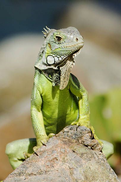 Reptile Reference Photos, Iguana Photography, Reptile Pictures, Lizard Pictures, Iguana Pet, Green Lizard, Green Iguana, Cute Reptiles, Big Animals