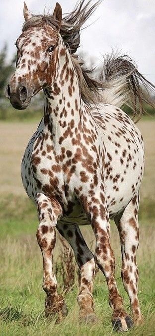 Spotted Horse, Rare Horses, Horse Running, Beautiful Horse Pictures, Red Horse, Most Beautiful Horses, Appaloosa Horses, Majestic Horse, All The Pretty Horses