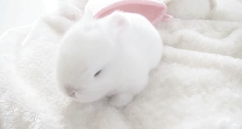 Bunny Princess, Cute Banners, Bunny Pictures, Banner Gif, Dream Doll, Silly Animals, All Things Cute, Baby Bunnies, Cute Little Animals