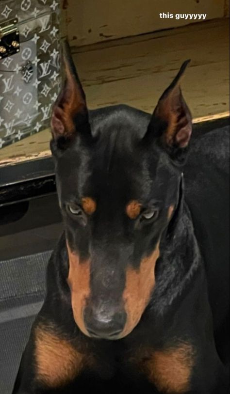 Billionaire Luxury, Doberman Pinscher Dog, Scary Dogs, Doberman Puppy, Doberman Dogs, Pretty Dogs, Pretty Animals, Doberman Pinscher, Cute Animal Photos