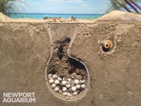 Sea turtle nest | Aquarium Works Nest Images, Sea Turtle Nest, Loggerhead Sea Turtle, Sea Turtles, A Sea, Summer Camp, Sea Turtle, Images Photos, Under The Sea